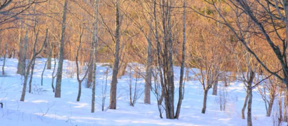 木々の間をスキー